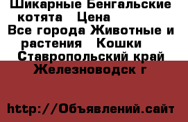 Шикарные Бенгальские котята › Цена ­ 25 000 - Все города Животные и растения » Кошки   . Ставропольский край,Железноводск г.